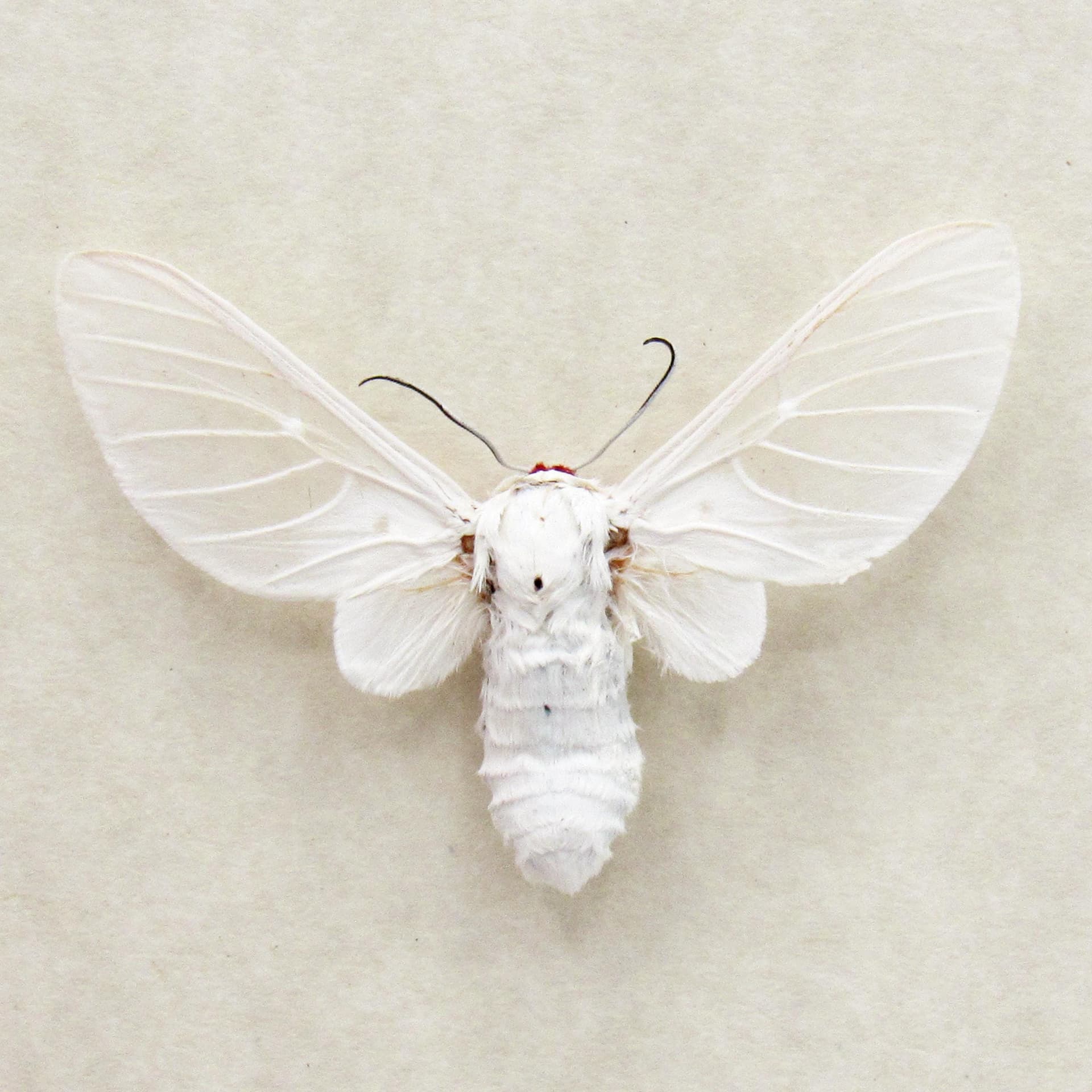Rare white Erebid moth framed taxidermy - Balacra pulchra