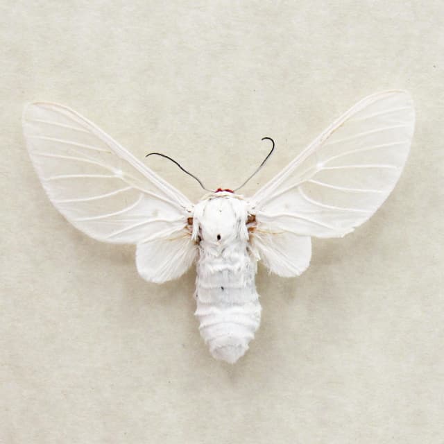 Rare white Erebid moth framed taxidermy - Balacra pulchra