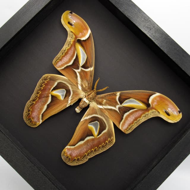 Real XL Saturn moth framed taxidermy - Archaeoattacus edwardsii - 8.15 inch wingspan