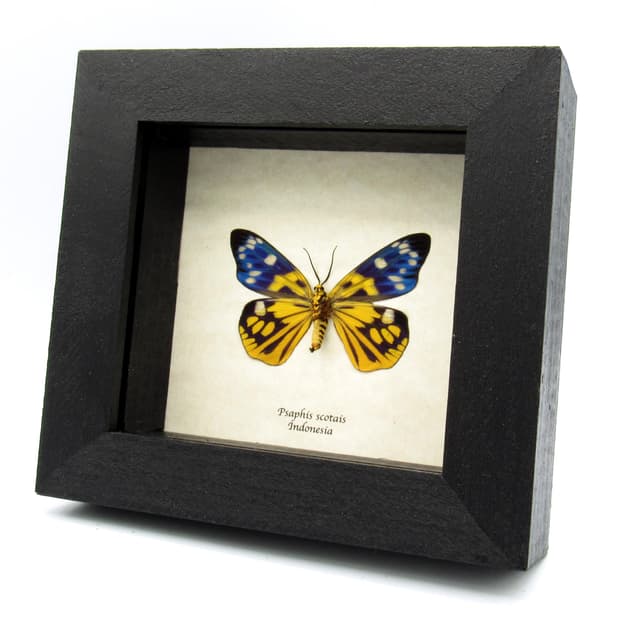 Rare yellow metallic Day Moth framed taxidermy - Psaphis scotais - female