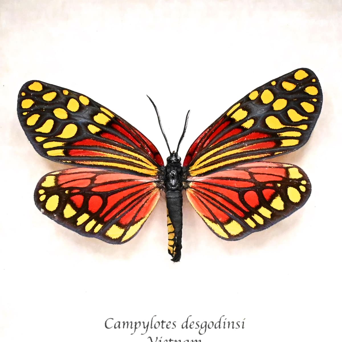 Rare red Zygaenid moth framed taxidermy - Campylotes desgodinsi
