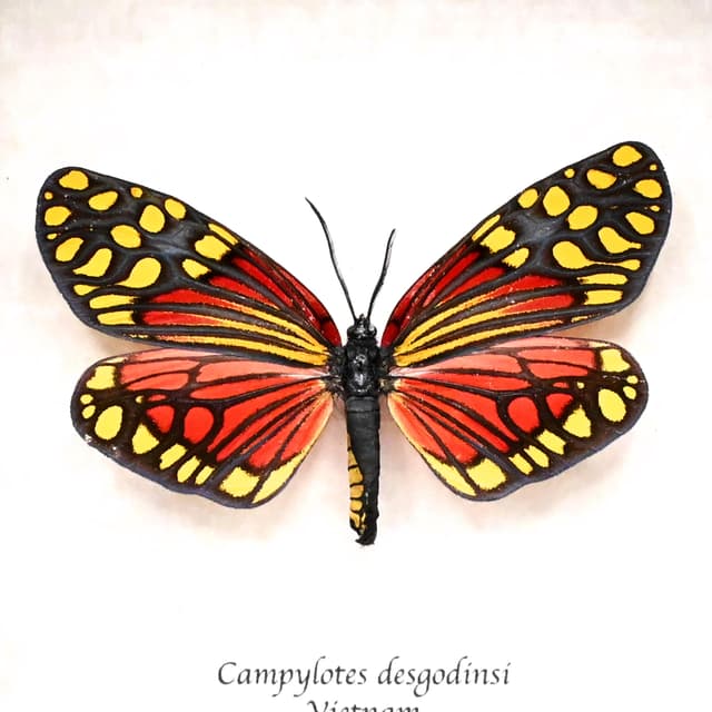Rare red Zygaenid moth framed taxidermy - Campylotes desgodinsi