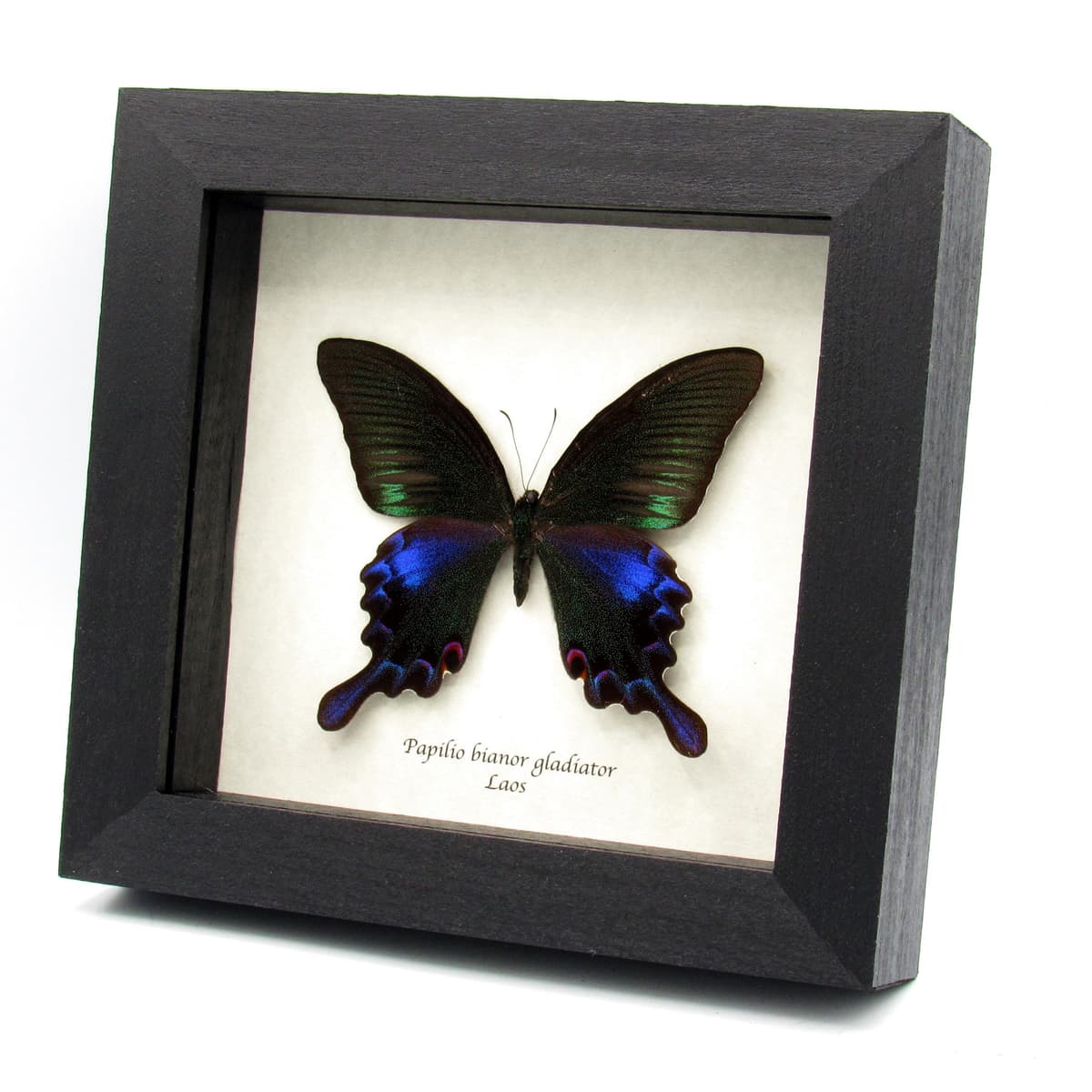 Real black Peacock butterfly framed taxidermy - Papilio bianor gladiator