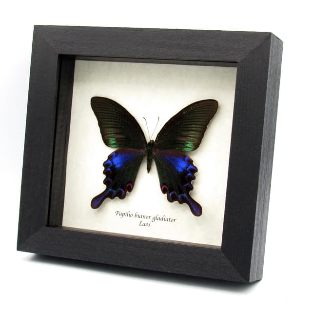 Real black Peacock butterfly framed taxidermy - Papilio bianor gladiator