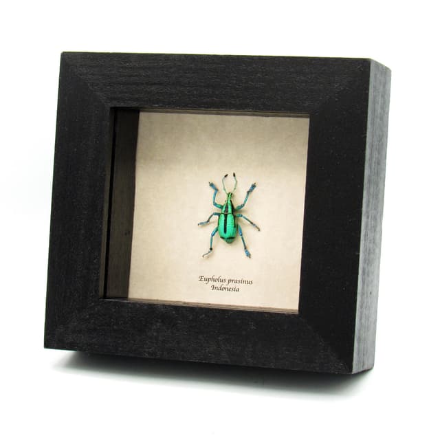 Rare glitter Weevil framed taxidermy - Eupholus prasinus - extra glitter
