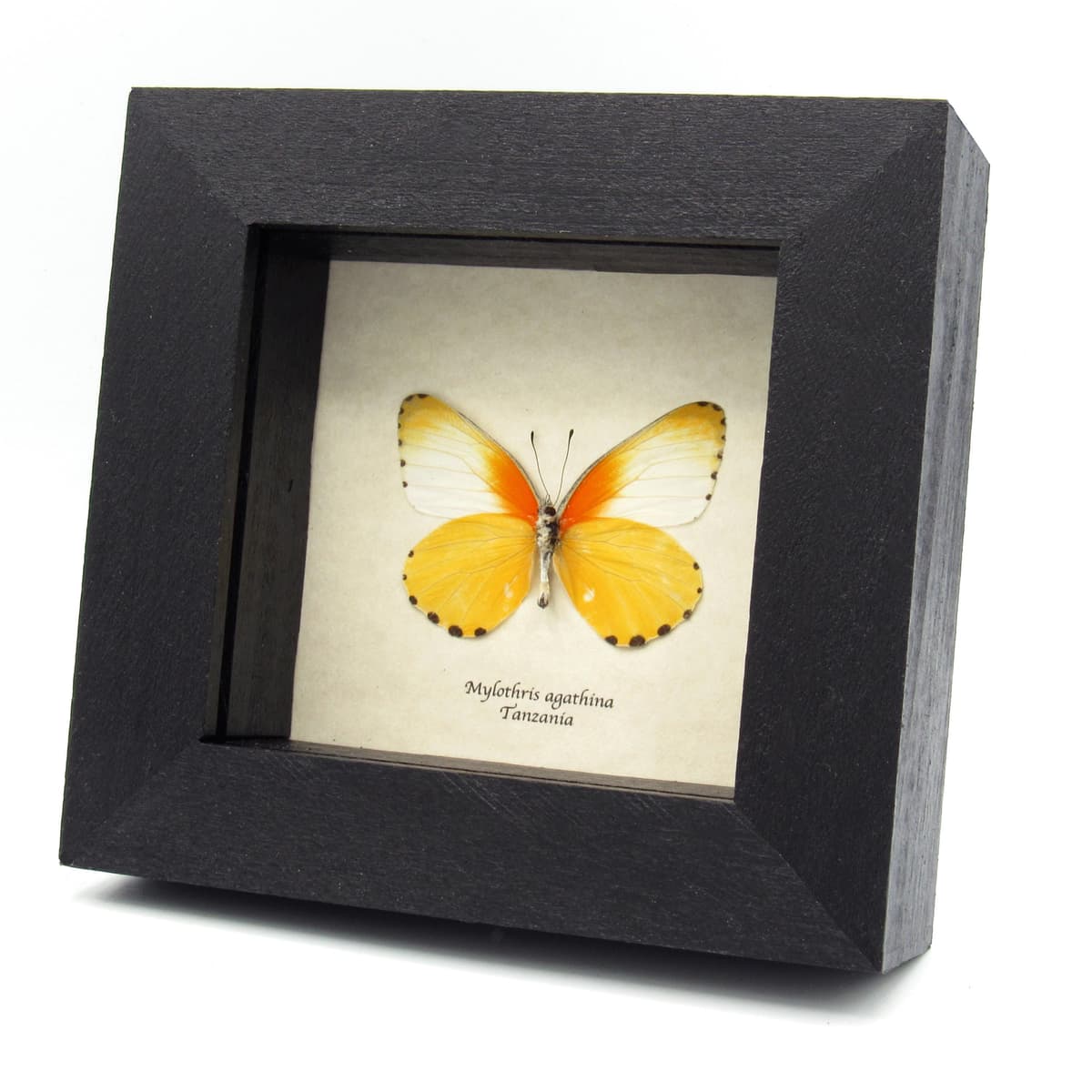 Real yellow framed taxidermy butterfly - Mylothris agathina