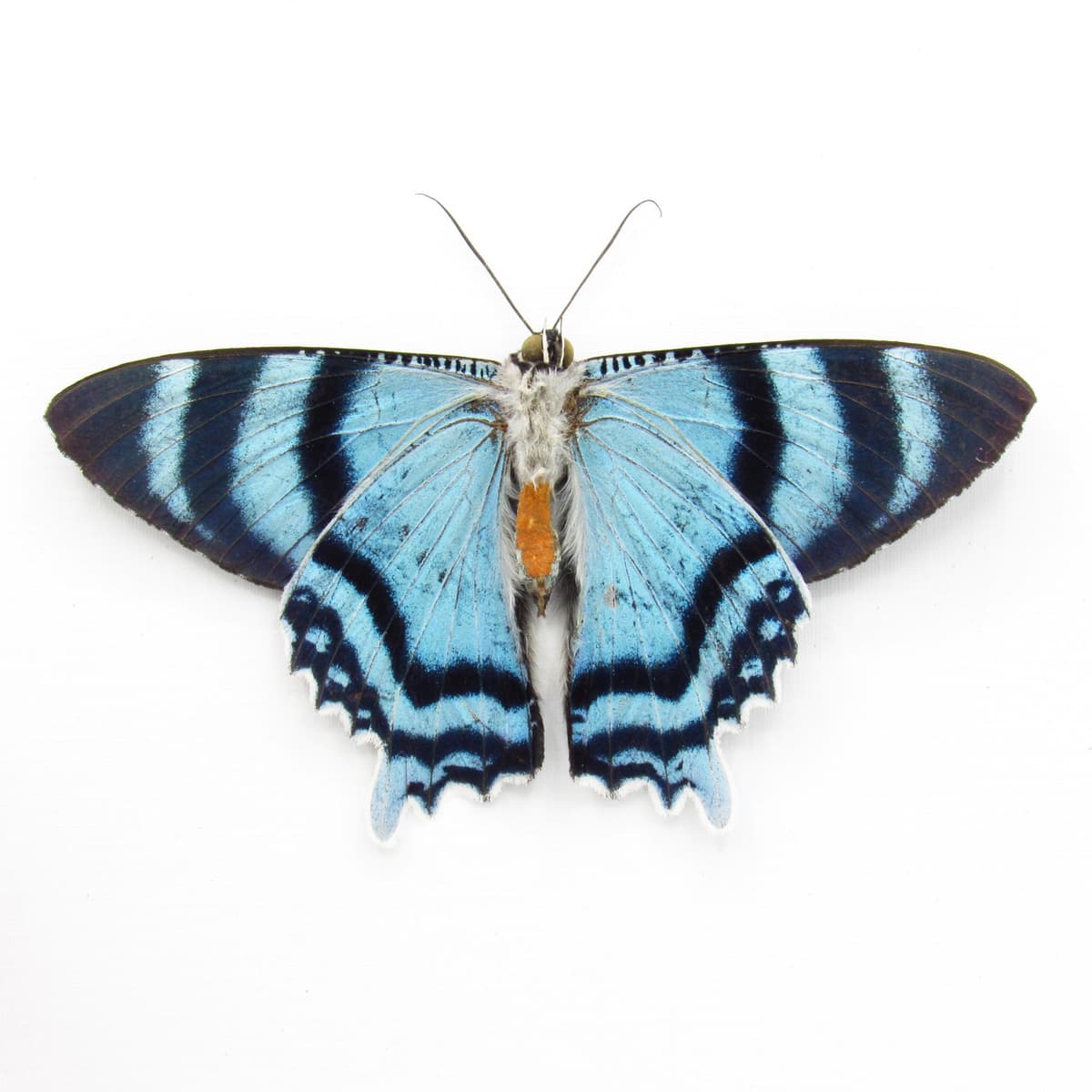 Real metallic blue moth framed taxidermy - Alcides agathyrsus - Victorian mount