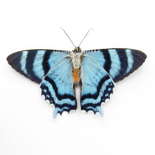 Real metallic blue moth framed taxidermy - Alcides agathyrsus - Victorian mount
