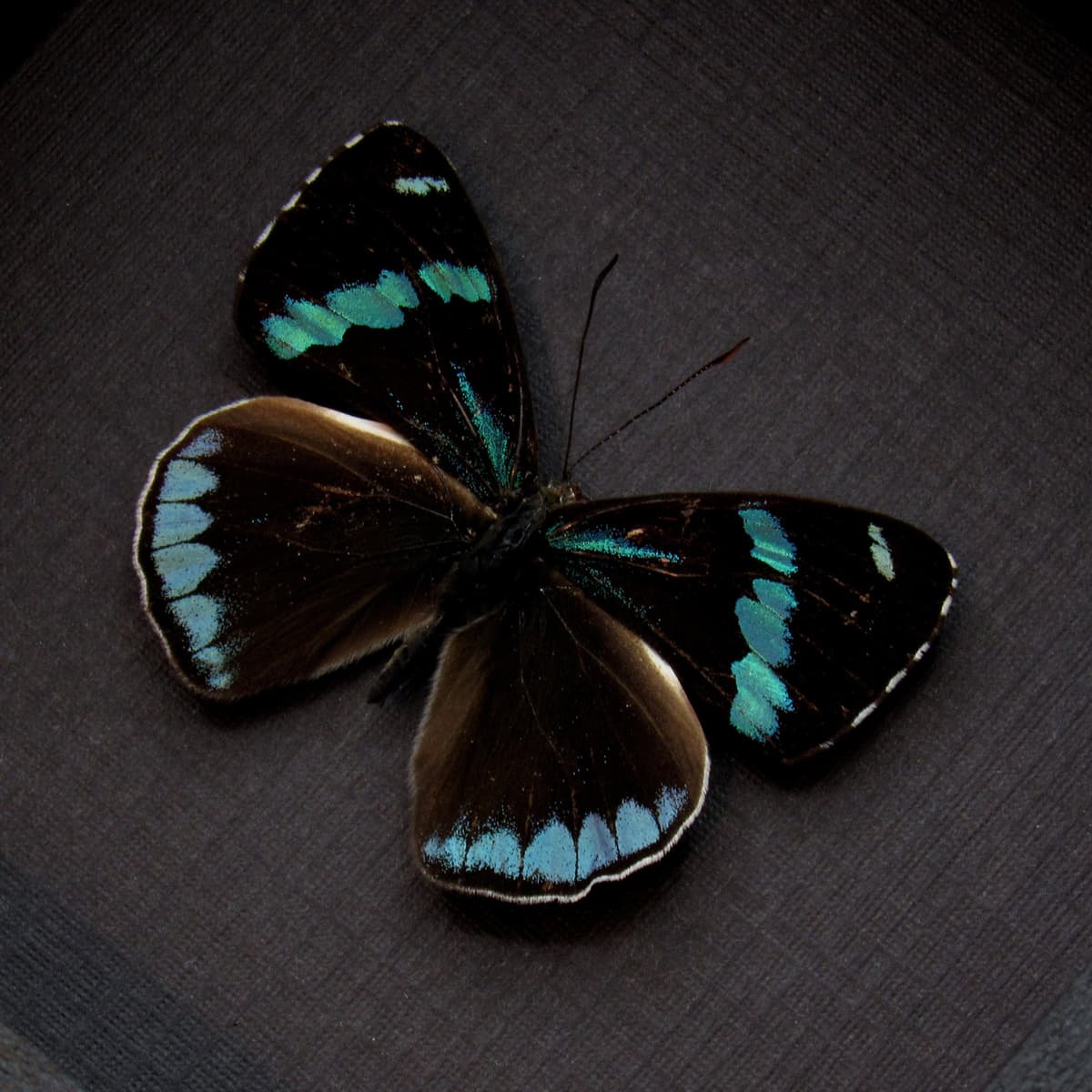 Real blue butterfly framed taxidermy - Perisama canoma