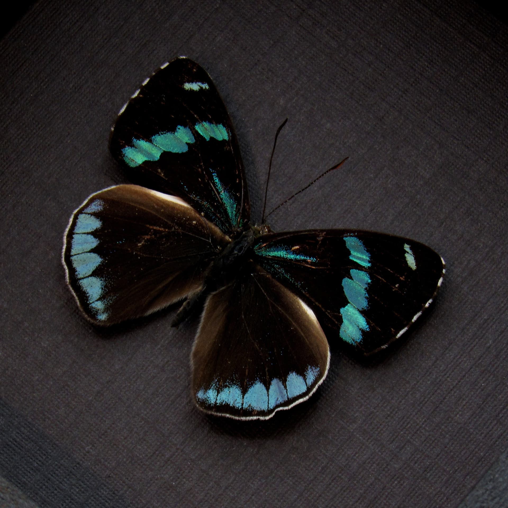 Real blue butterfly framed taxidermy - Perisama canoma