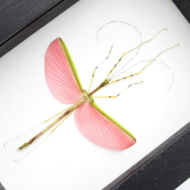 Real pink stick bug framed taxidermy - Necrosia annulipes