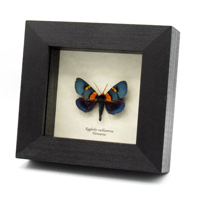 Rare metallic African Peach moth framed taxidermy - Eggbolis vaillantina