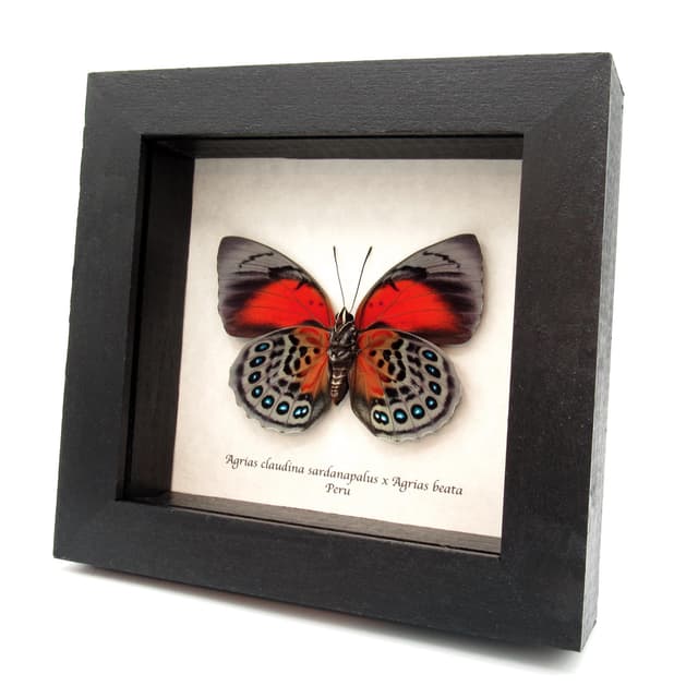 Stunning real hybrid Agrias butterfly framed taxidermy - Agrias claudina sardanapalus x Agrias beata - female