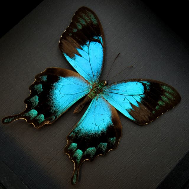 Real framed taxidermy Sea Green Swallowtail butterfly - Papilio lorquinianus