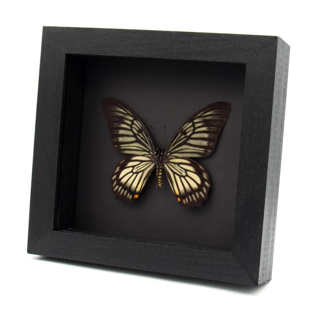 Real butterfly framed taxidermy - Chilasa veiovis
