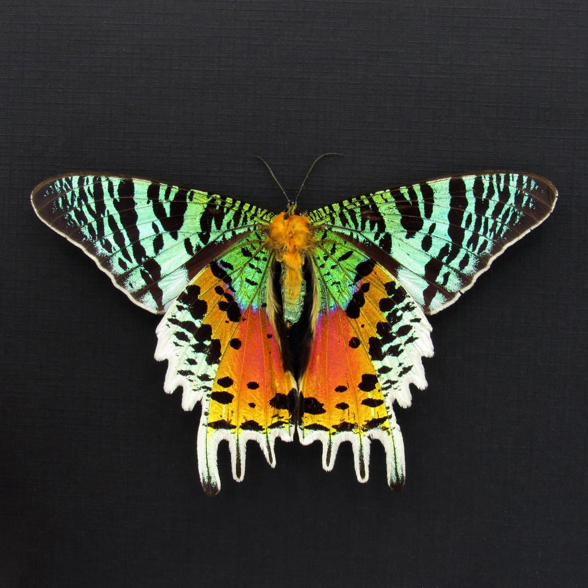 Real large female Rainbow Sunset moth framed taxidermy - Urania ripheus - Victorian mount