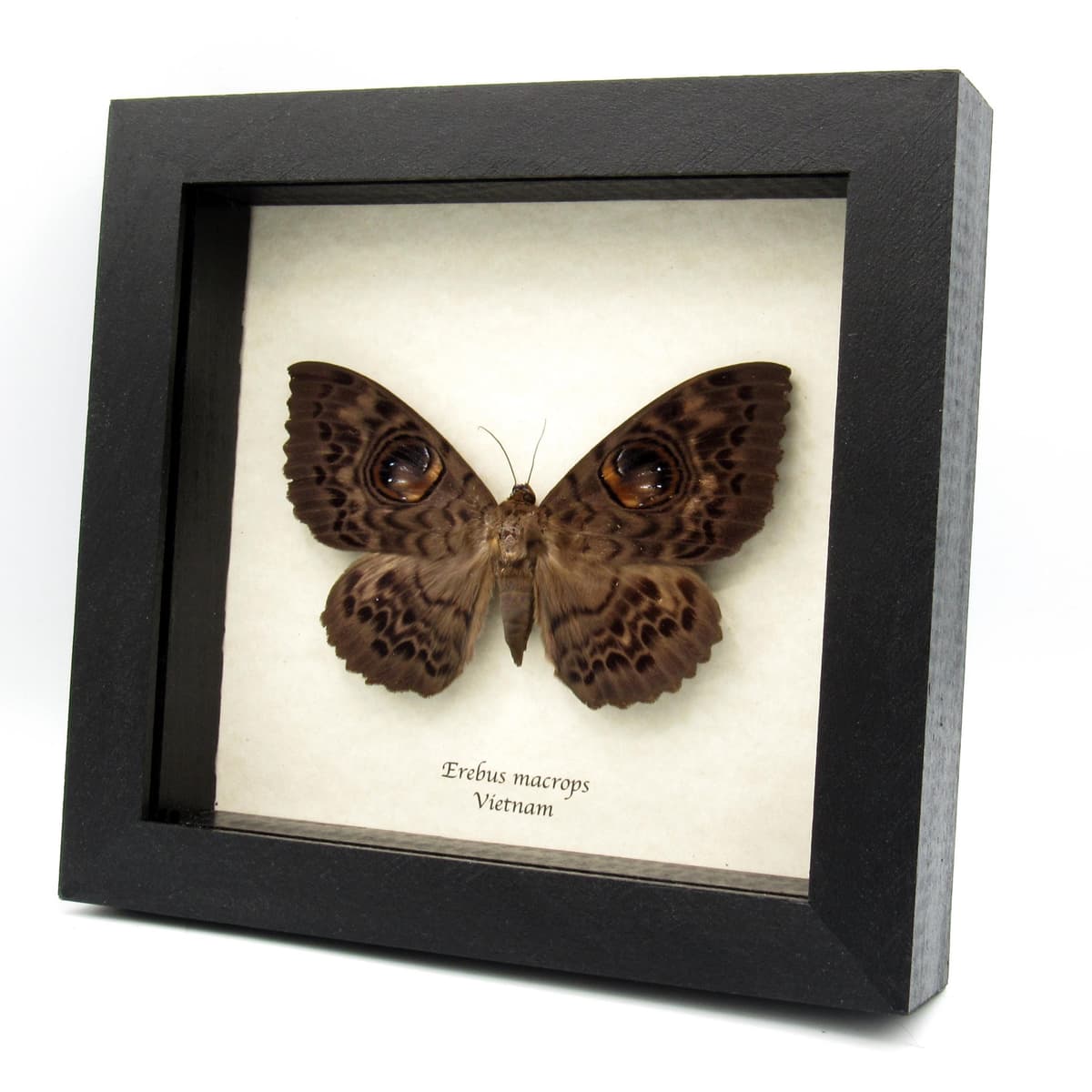 Real Giant Owl moth framed taxidermy - Erebus macrops - female