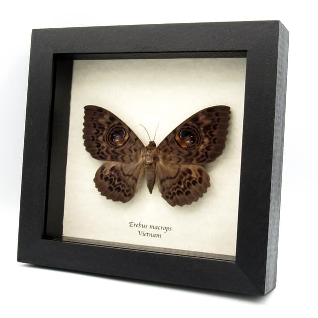 Real Giant Owl moth framed taxidermy - Erebus macrops - female