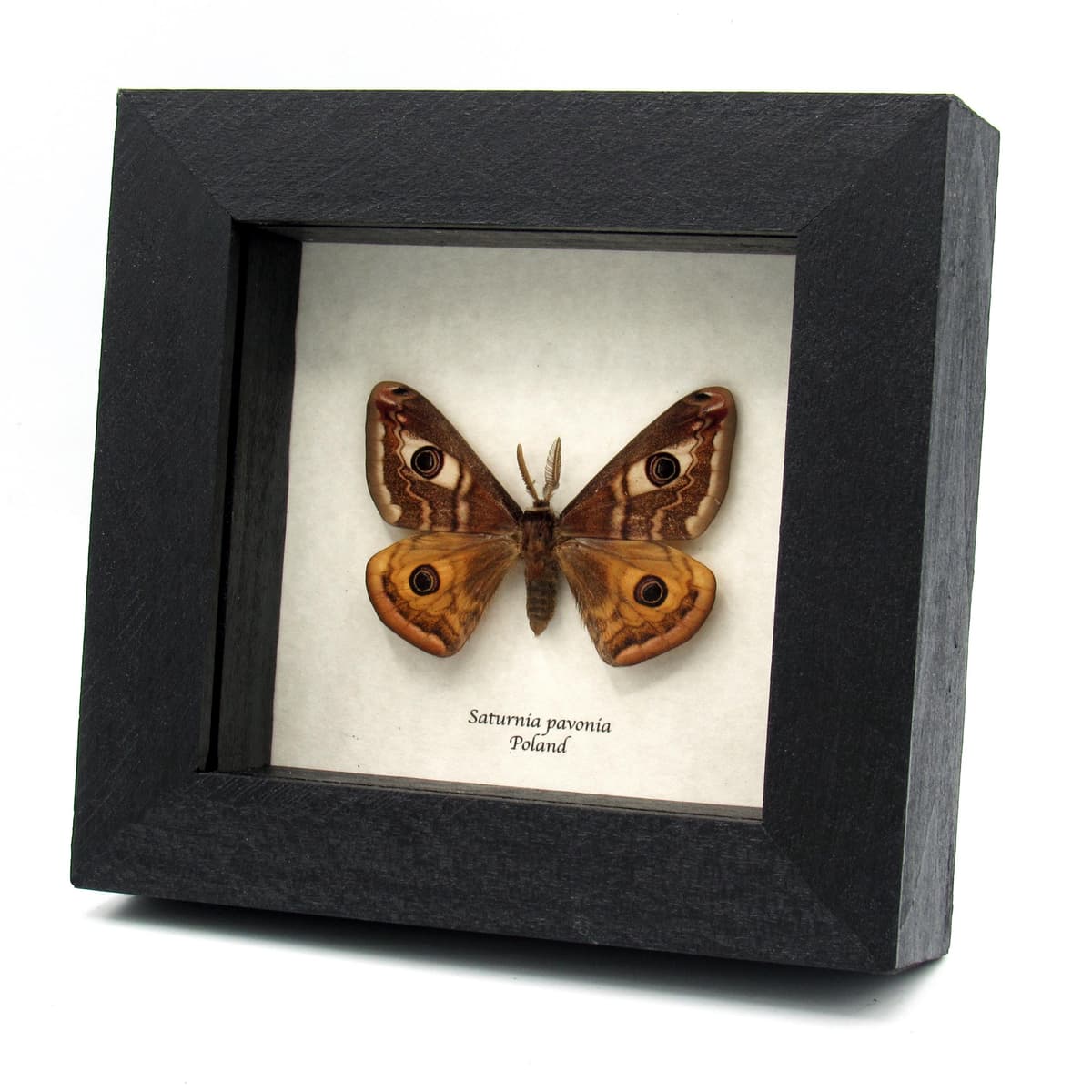 Real Saturn moth framed taxidermy - Saturnia pavonia