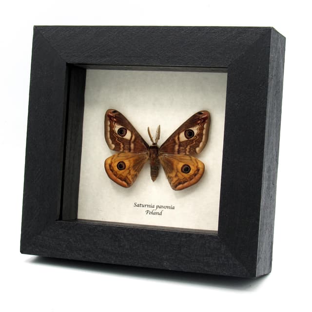 Real Saturn moth framed taxidermy - Saturnia pavonia