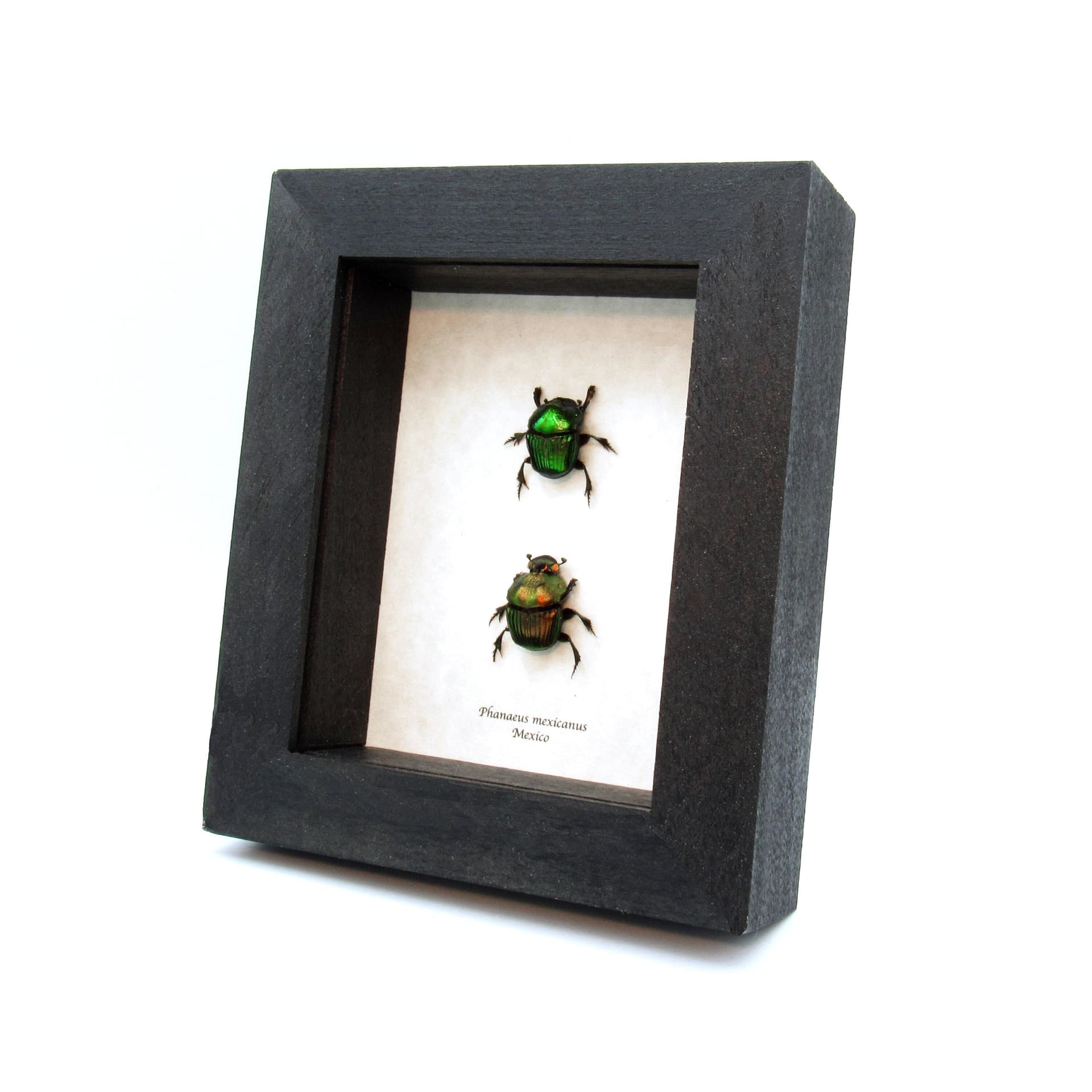 Real metallic dung beetles framed taxidermy - Phanaeus mexicanus - M+F pair