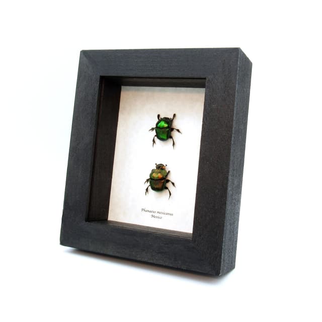 Real metallic dung beetles framed taxidermy - Phanaeus mexicanus - M+F pair