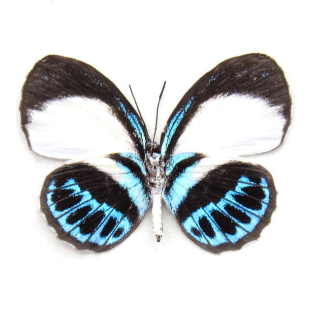 Real blue butterfly framed taxidermy - Danis species - female