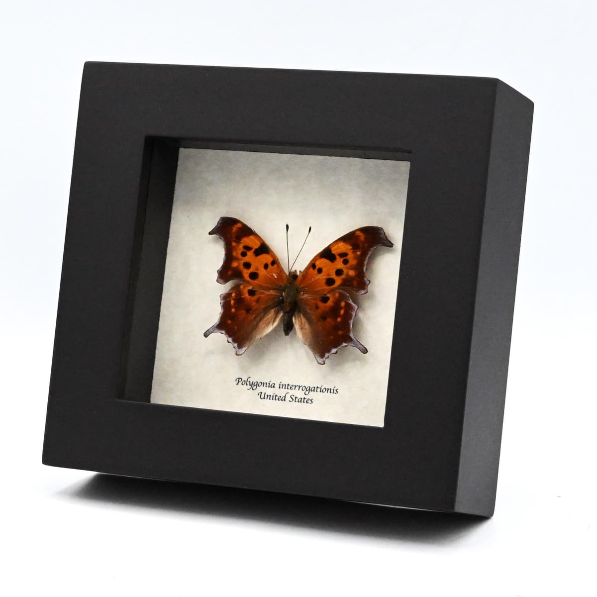 Real Question Mark butterfly framed taxidermy - Polygonia interrogationis