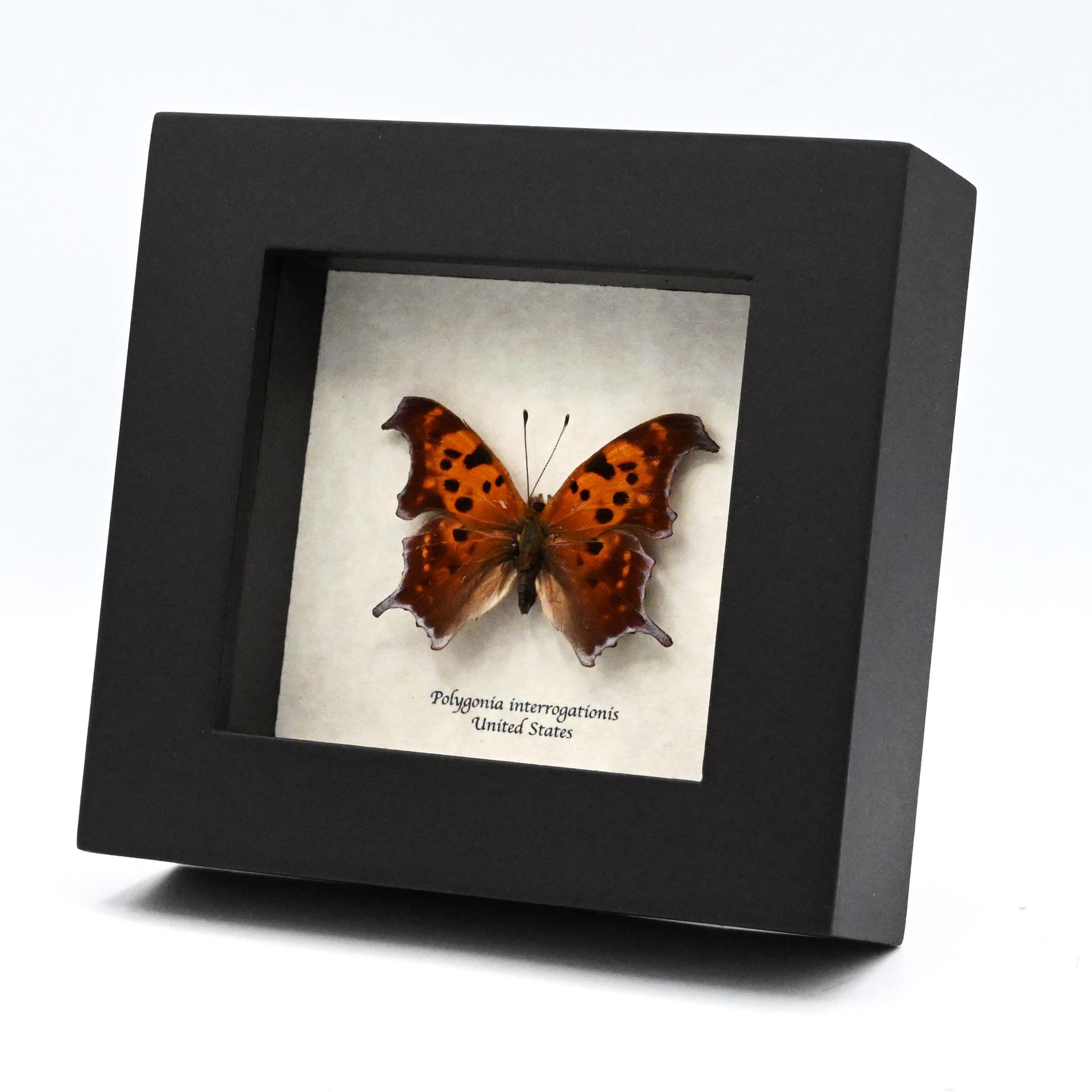 Real Question Mark butterfly framed taxidermy - Polygonia interrogationis