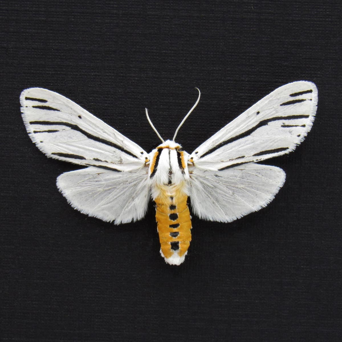 Real Clio Tiger moth framed taxidermy - Ectypia clio
