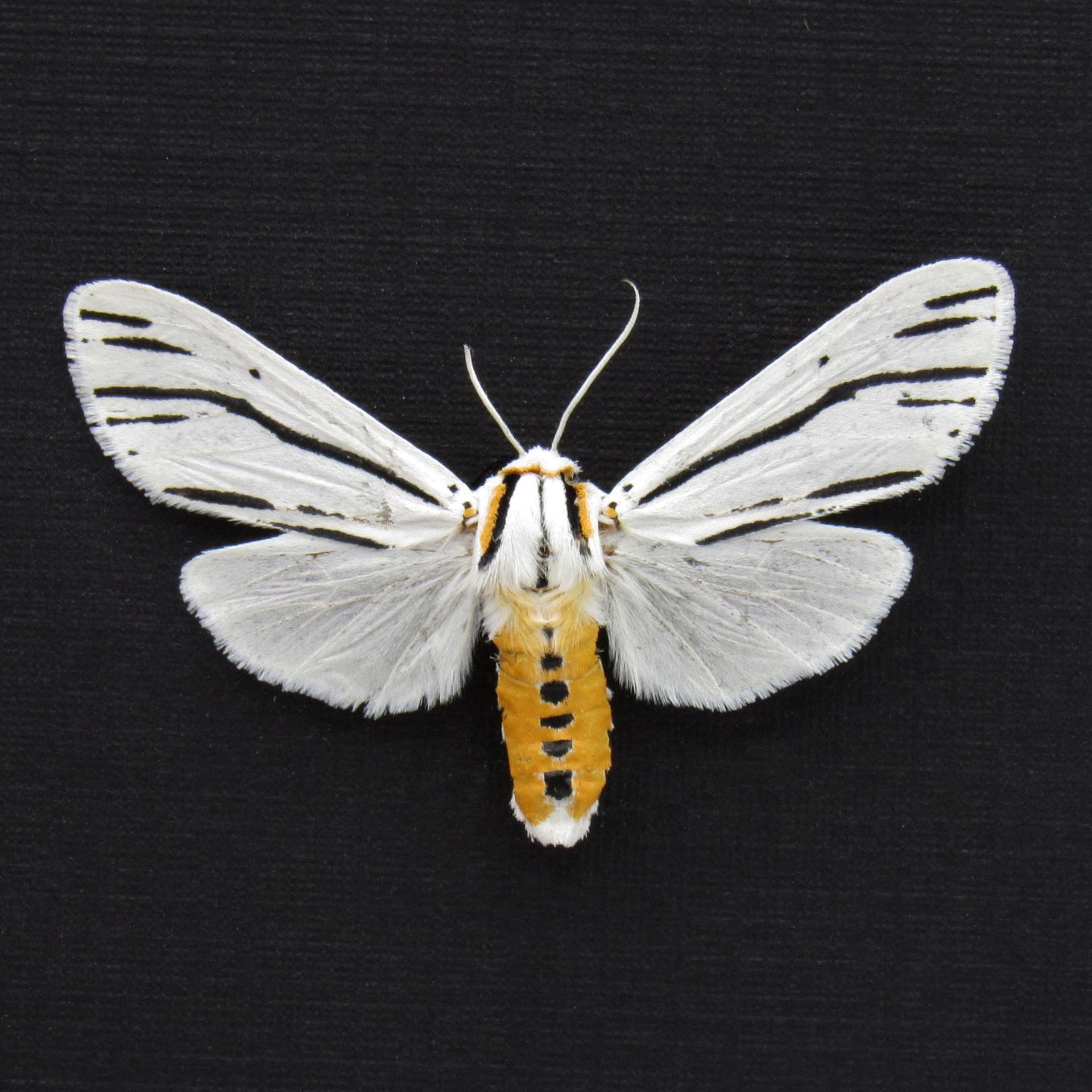 Real Clio Tiger moth framed taxidermy - Ectypia clio