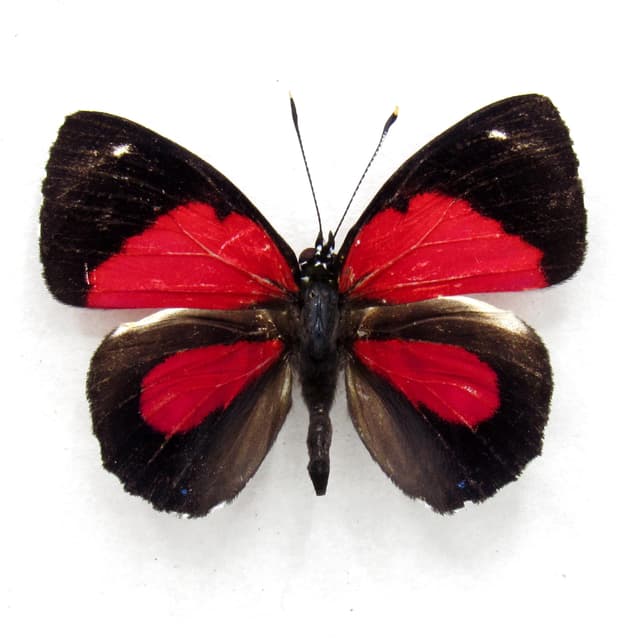 Real red butterfly framed taxidermy - Callicore peristera