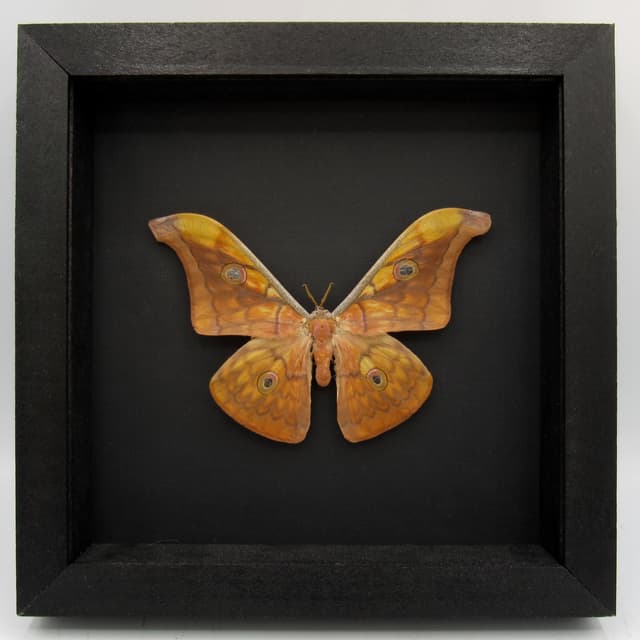 Real Wild Tasar Silkmoth framed taxidermy - Antheraea frithi