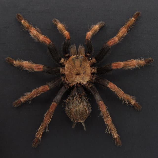 Very large rare Mexican Pink Tarantula framed - Brachypelma klaasi