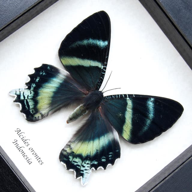 Rare blue moth framed taxidermy - Alcides orontes - XL female