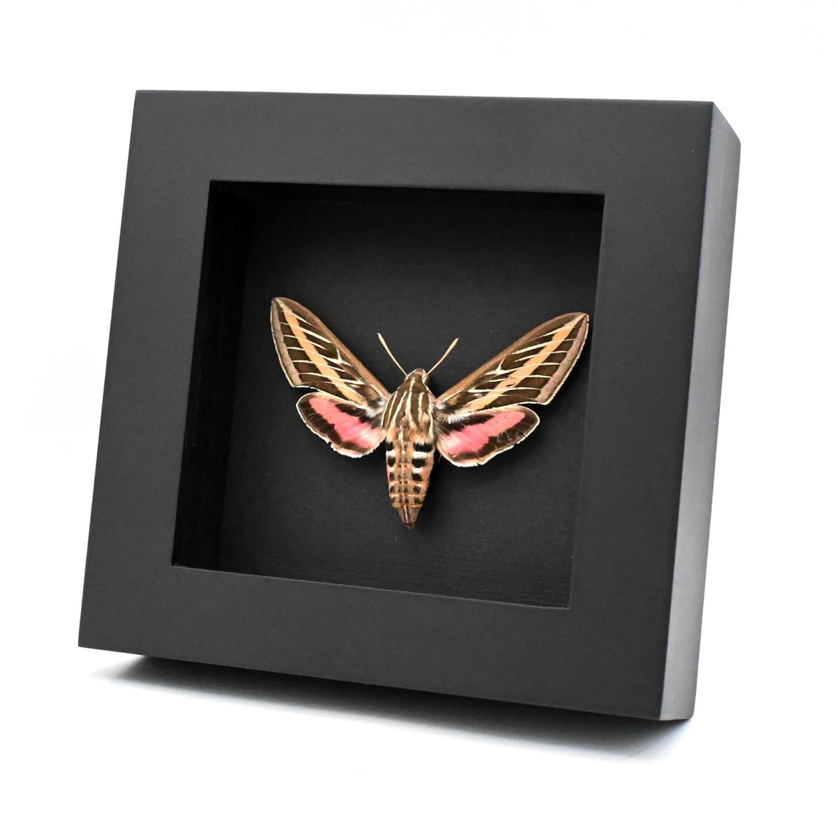 Real White-lined Sphinx moth framed taxidermy - Hyles lineata