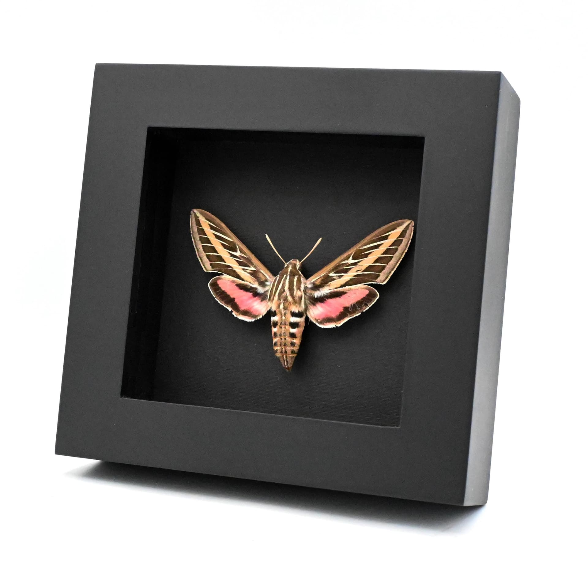 Real White-lined Sphinx moth framed taxidermy - Hyles lineata