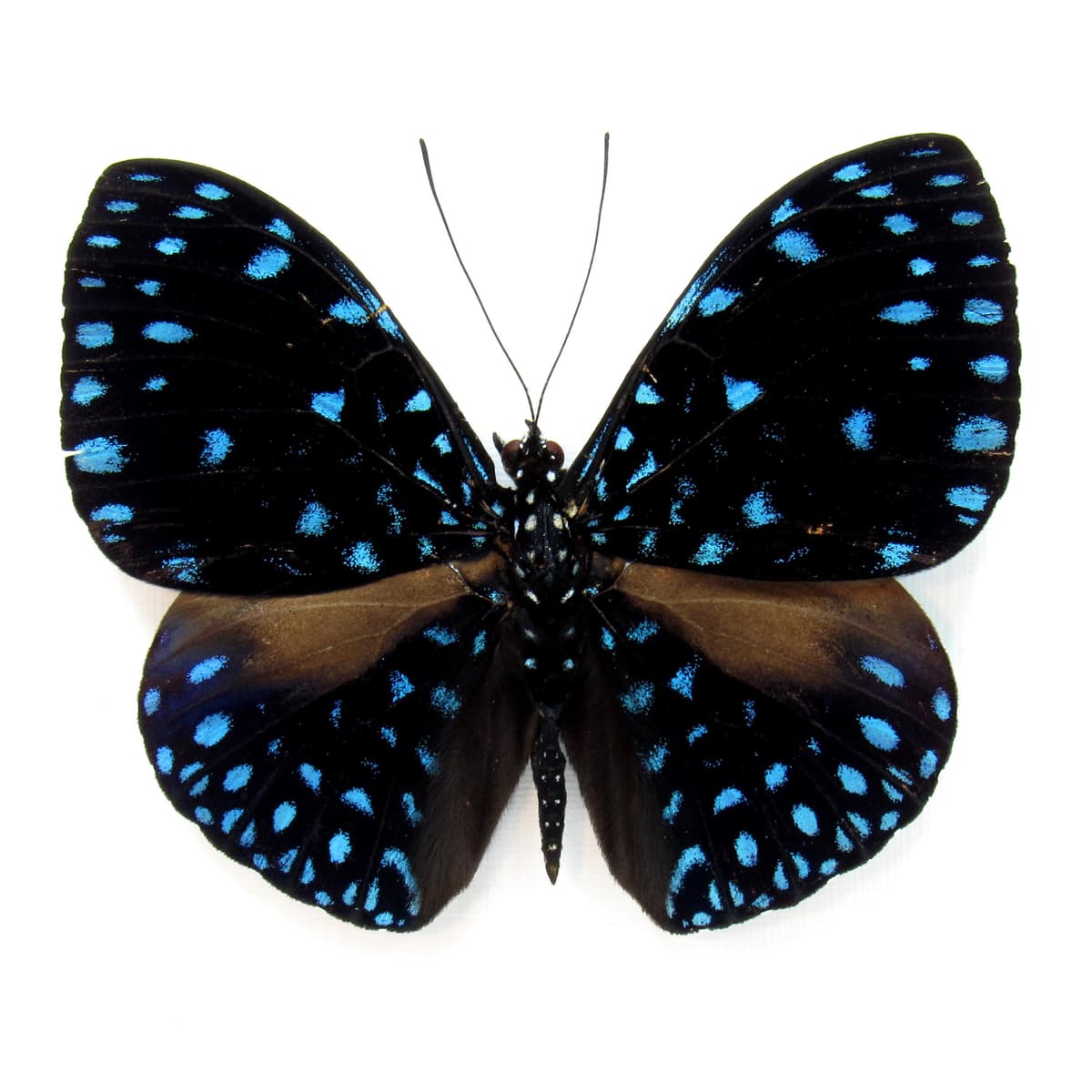 Real blue Starry Night butterfly framed taxidermy - Hamadryas velutina