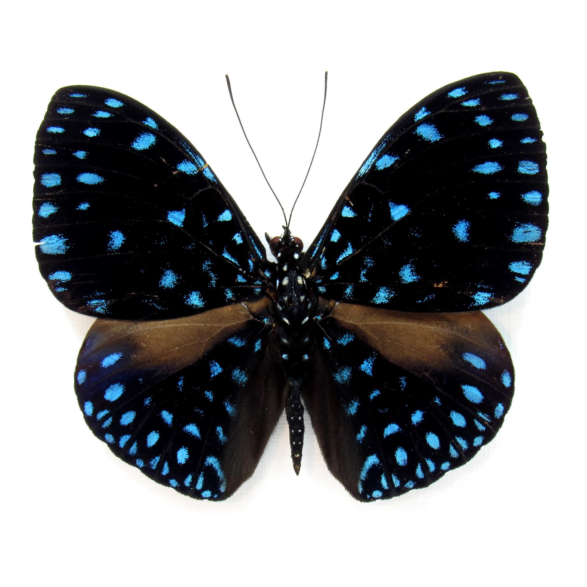 Real blue Starry Night butterfly framed taxidermy - Hamadryas velutina