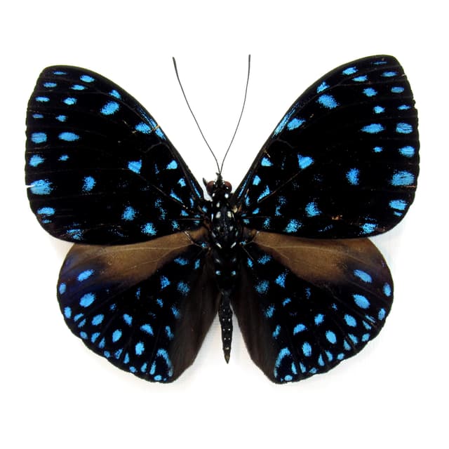 Real blue Starry Night butterfly framed taxidermy - Hamadryas velutina