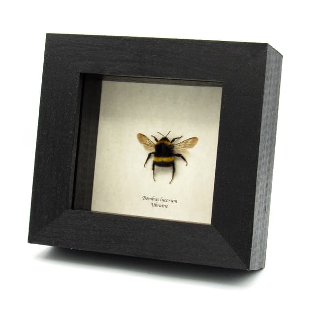 Real White Tailed Bumblebee framed taxidermy - Bombus lucorum
