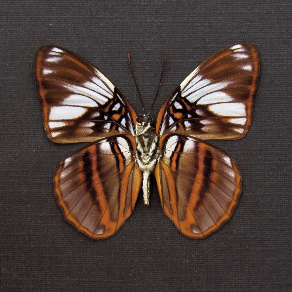 Real purple butterfly framed taxidermy - Adelpha epione