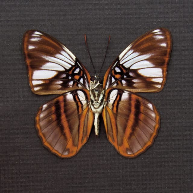 Real purple butterfly framed taxidermy - Adelpha epione