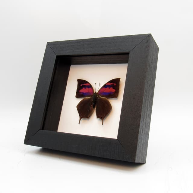 Real pink framed taxidermy butterfly - Anaea nessus