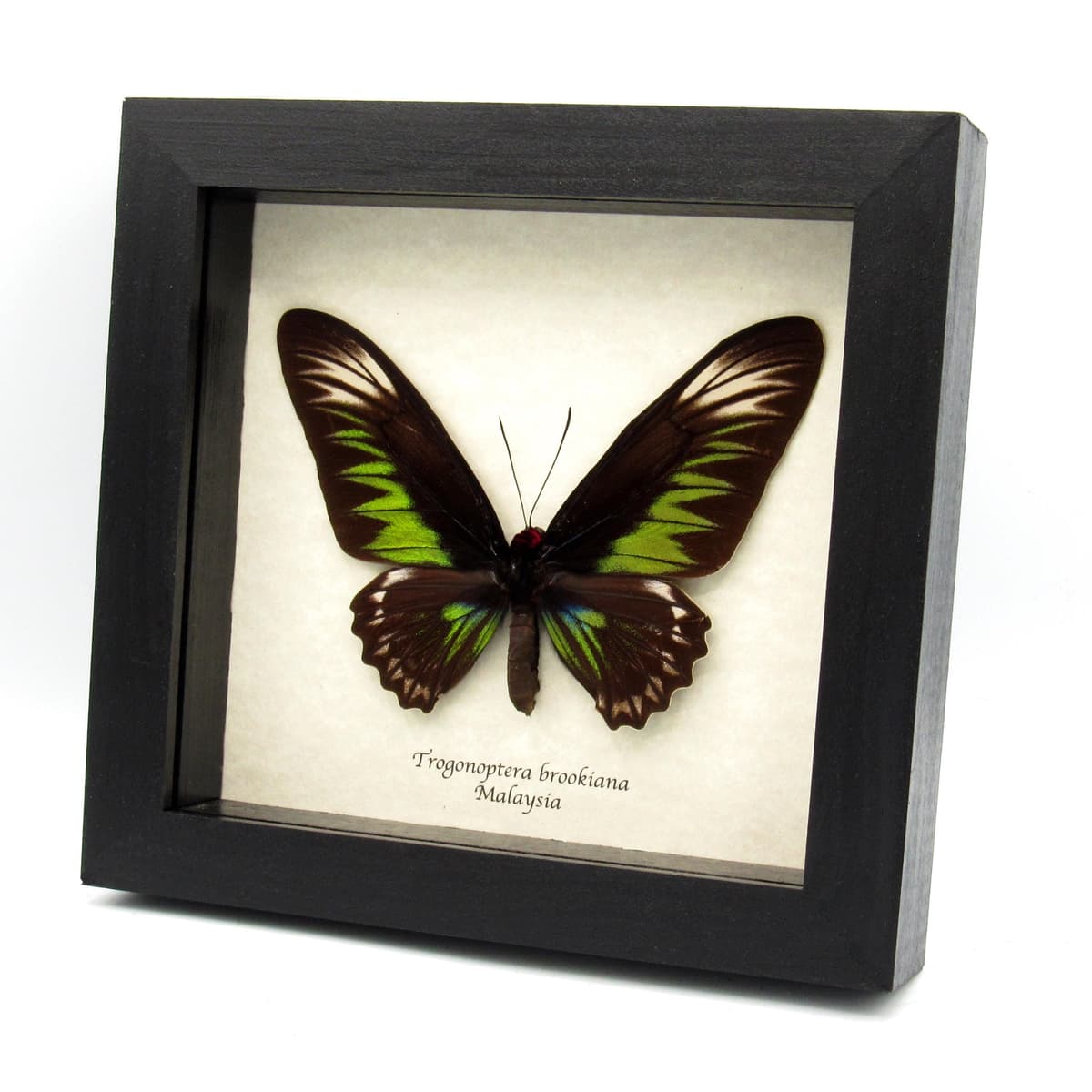 Real XL Birdwing butterfly framed taxidermy - Trogonoptera brookiana - female