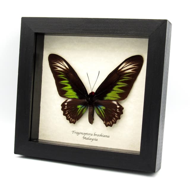 Real XL Birdwing butterfly framed taxidermy - Trogonoptera brookiana - female