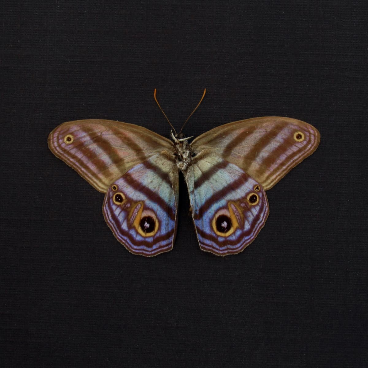 Rare purple Metalmark butterfly framed taxidermy - Chloreuptychia agatha - Victorian mount