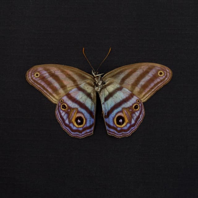 Rare purple Metalmark butterfly framed taxidermy - Chloreuptychia agatha - Victorian mount