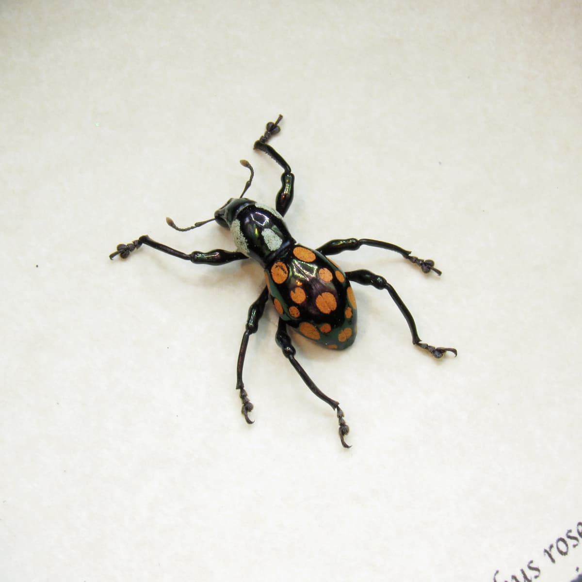 WEEVIL MANIA!  Real beetle framed taxidermy - Pachyrhynchus roseomaculatus
