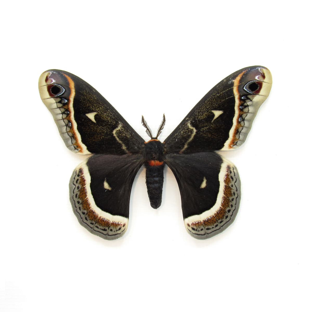 Rare Calleta Silkmoth framed taxidermy - Eupackardia calleta